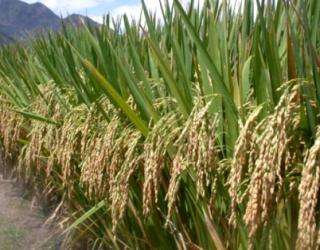 thumbnail Konektivitas dan Infrastruktur Jadi Hambatan Utama Pertumbuhan Ekonomi Banten Selatan